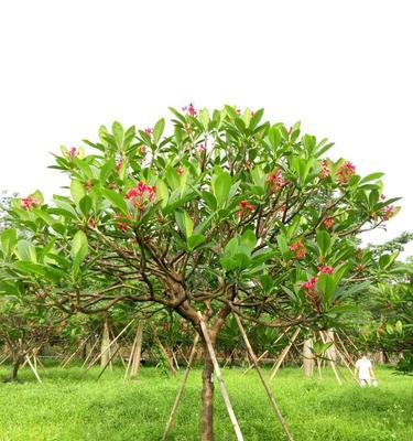 假植苗是什么意思？假植苗的定义和用途是什么？