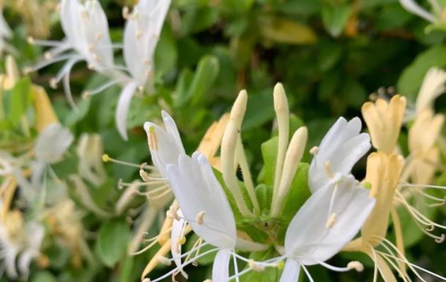 金银花的花语是什么？它在传统中医中有哪些用途？