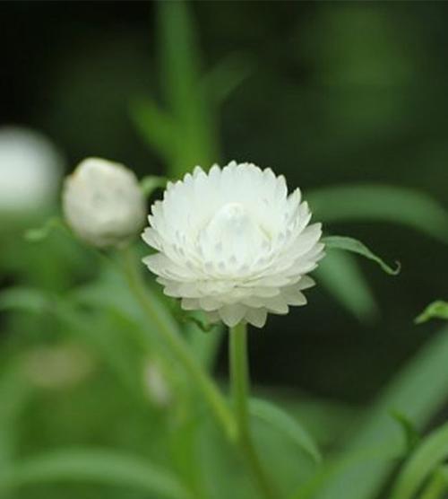 麦秆菊的花语是什么？了解麦秆菊的象征意义和用途？