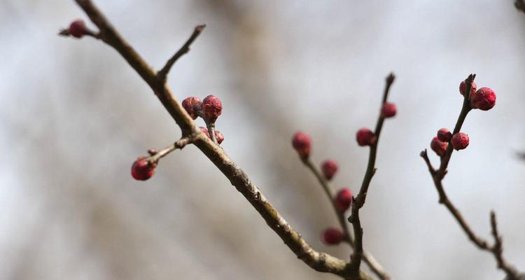 梅花的花语是什么？梅花象征着什么含义？