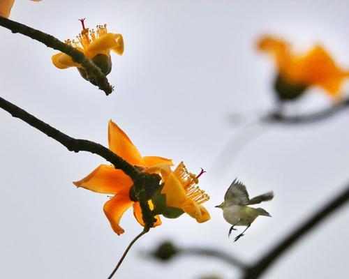 木棉花象征着什么精神？如何理解木棉花的象征意义？