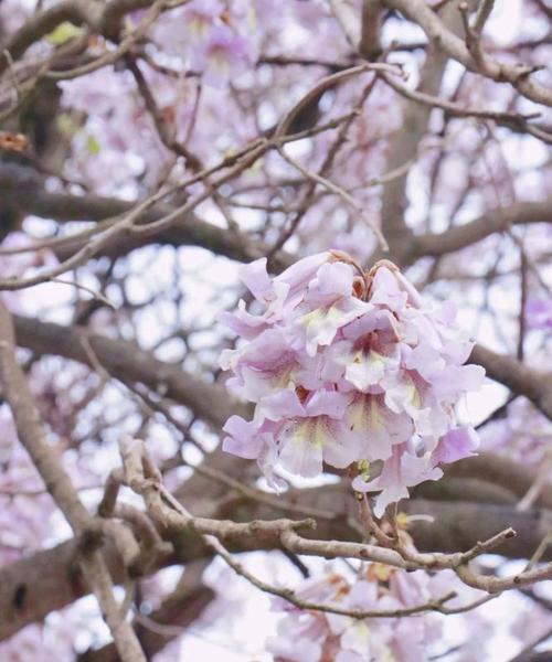 泡桐花的花语是什么？如何解读泡桐花的象征意义？