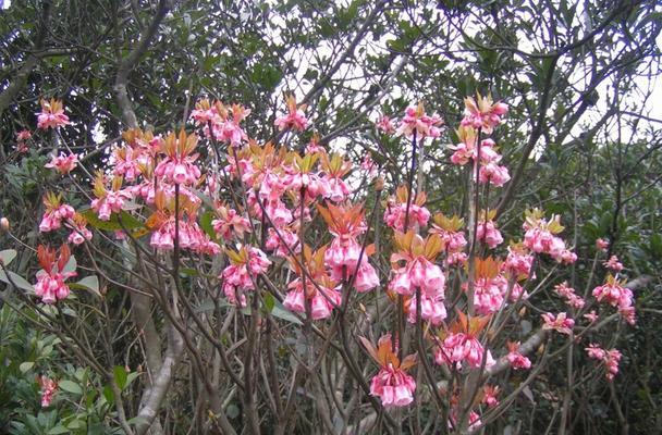 深山含笑花语是什么？传说中它有哪些寓意？