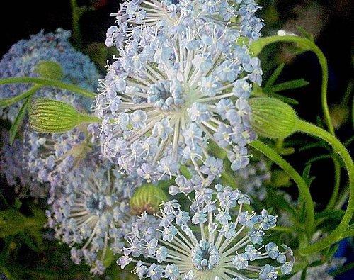 水晶花的花语是什么？了解水晶花的象征意义和用途？