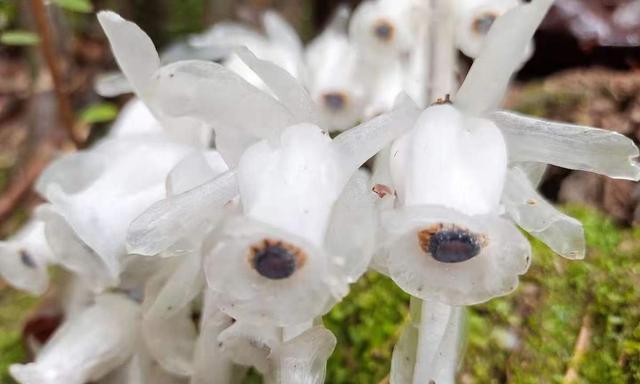 水晶兰的花语是什么？这种神秘花卉的含义你知道吗？