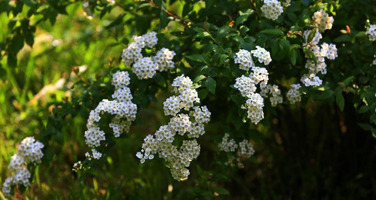 线叶绣线菊花语是什么？如何正确解读其花语含义？