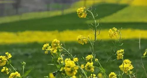 油菜花的花语是什么？油菜花象征着什么含义？