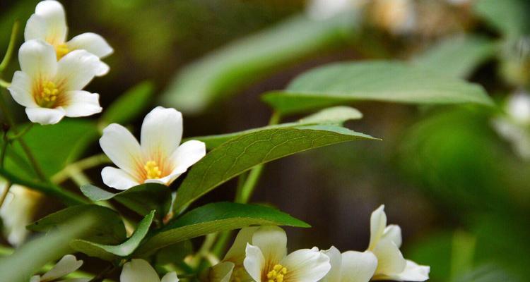 油桐花的花语是什么？油桐花代表的含义有哪些？