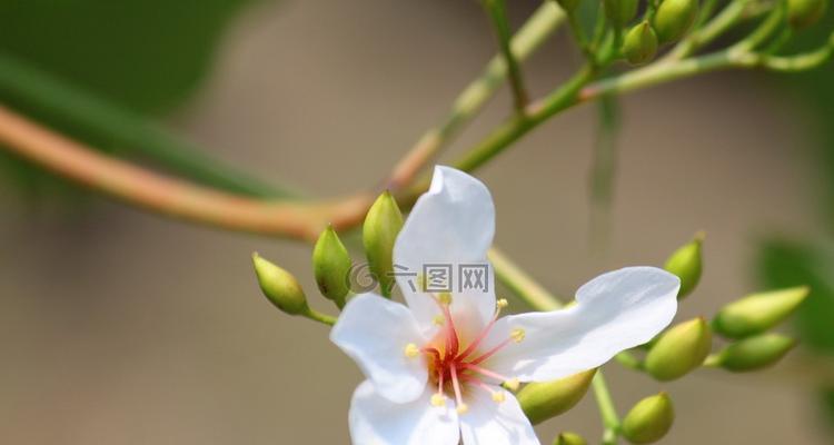 油桐花的花语是什么？油桐花代表的含义有哪些？