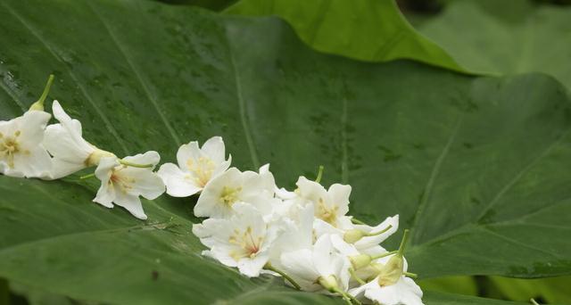 油桐花的花语是什么？油桐花代表的含义有哪些？