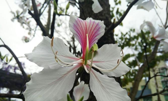 紫荆花的花语是什么？如何用紫荆花表达情感？