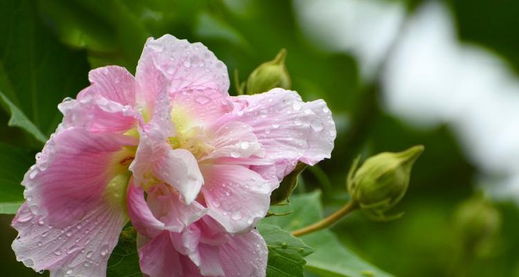 芙蓉花的花语是什么？如何用芙蓉花表达爱意？