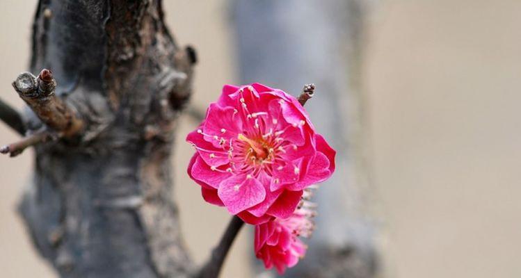 桃花代表的生肖是哪个？桃花运与生肖有何关联？