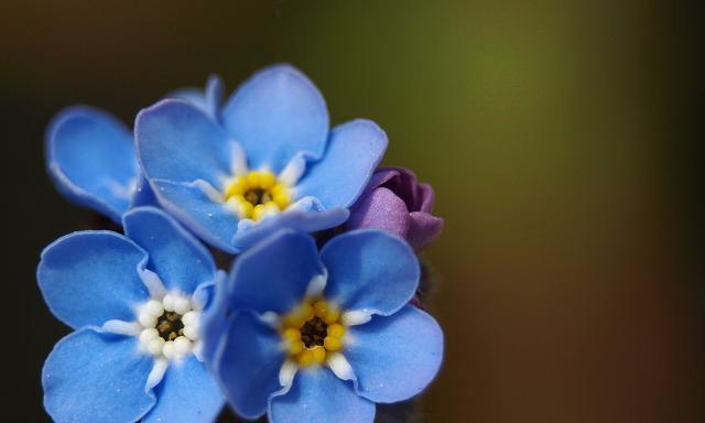 勿忘我花的花语是什么？如何正确理解勿忘我花的含义？