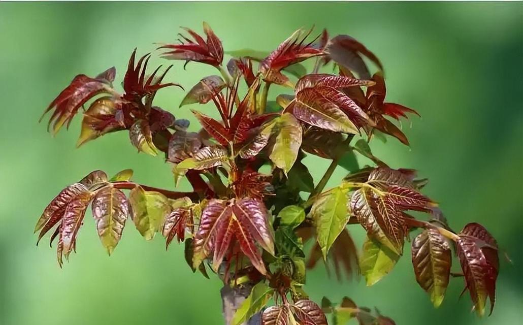 香椿树开花预示着什么意思？春季观察香椿树开花的含义是什么？