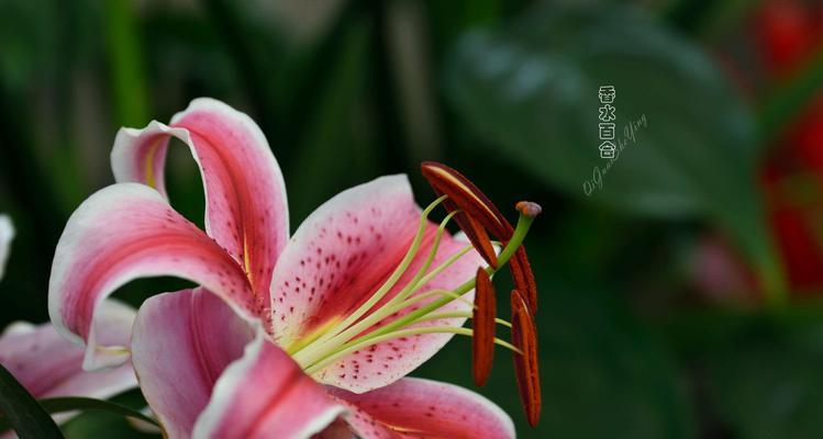 香水百合一年开几次花？花语有哪些含义？