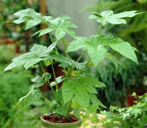 哪些植物象征财运？如何通过植物提升家居风水？