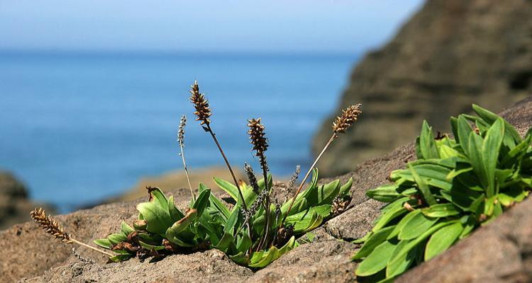 象征和平的植物有哪些？它们各自代表什么意义？