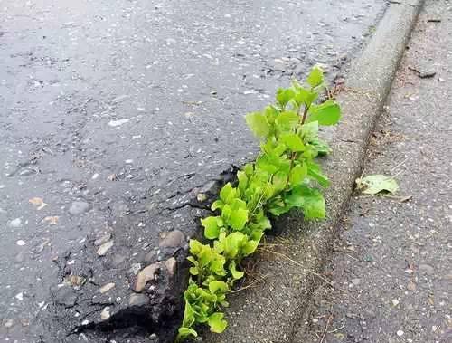 象征坚韧不拔的植物有哪些？它们的特性是什么？