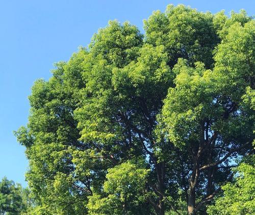 象征生机勃勃的植物有哪些？如何选择适合室内种植的植物？