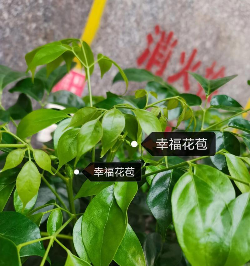 象征幸福的植物有哪些？它们各自代表什么含义？