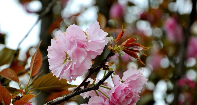 樱花代表什么含义？樱花的象征意义有哪些？