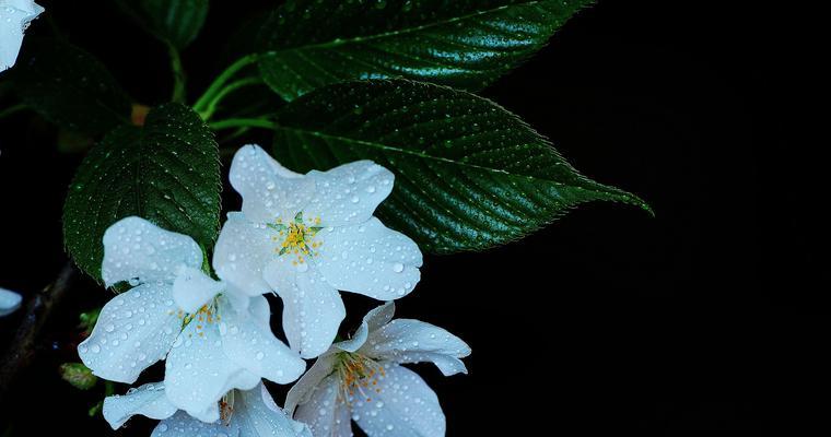 樱花代表的生肖是什么？樱花与生肖有何关联？