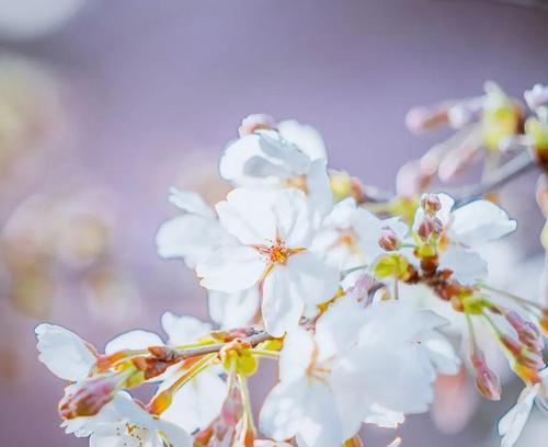 樱花的花语是什么？樱花背后有哪些美丽传说？