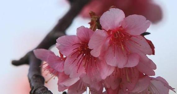 樱花花语是什么意思？樱花代表意义有哪些常见问题？