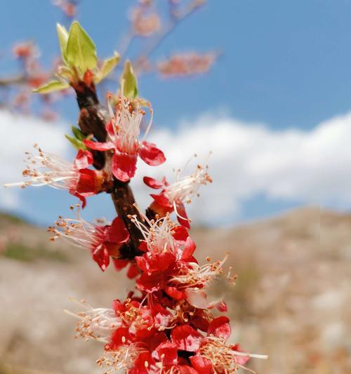 樱桃花的寓意和象征是什么？如何理解樱桃花的象征意义？