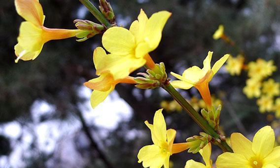 迎春花象征着什么？如何在庭院中种植迎春花？