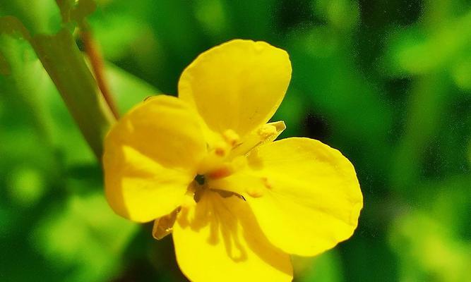 油菜花的花语是什么？有哪些关于油菜花的美丽传说？