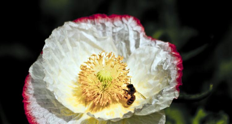 虞美人花语是什么？如何正确解读虞美人的花语含义？