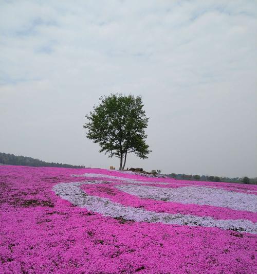 芝樱的花语是什么？它的名称由来有何含义？