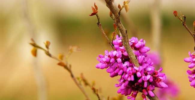 紫荆花象征哪个生肖？紫荆花与生肖的关联是什么？