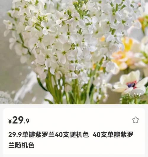 紫罗兰的花语是什么？如何正确养护紫罗兰？