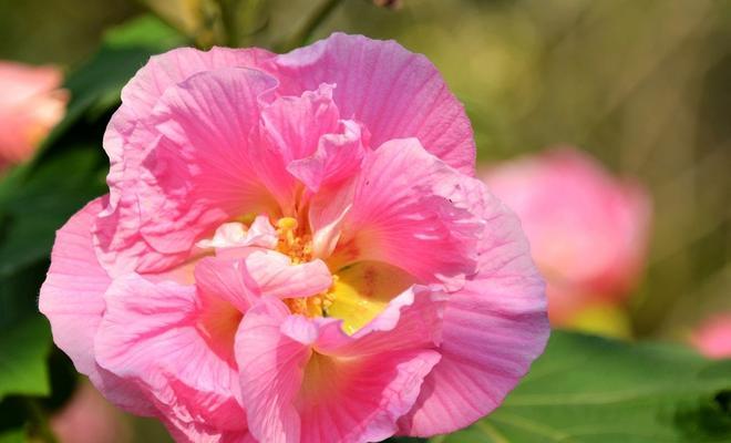 芙蓉花代表什么意思？芙蓉花的花语和象征意义是什么？