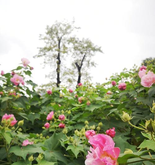 芙蓉花代表什么意思？芙蓉花的花语和象征意义是什么？