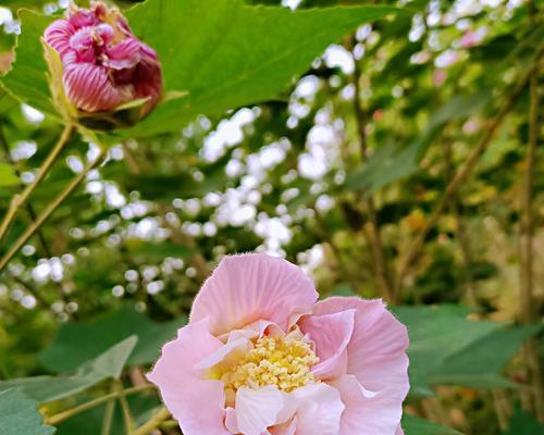 芙蓉花代表什么意思？芙蓉花的花语和象征意义是什么？