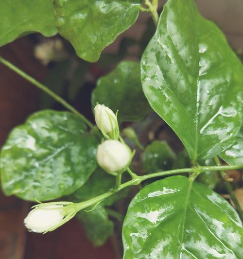 茉莉花长什么样子？茉莉花代表什么含义？