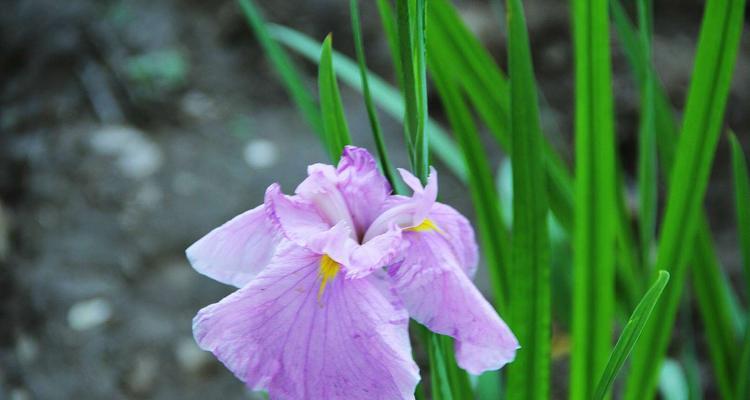 菖蒲花的传说故事有哪些？