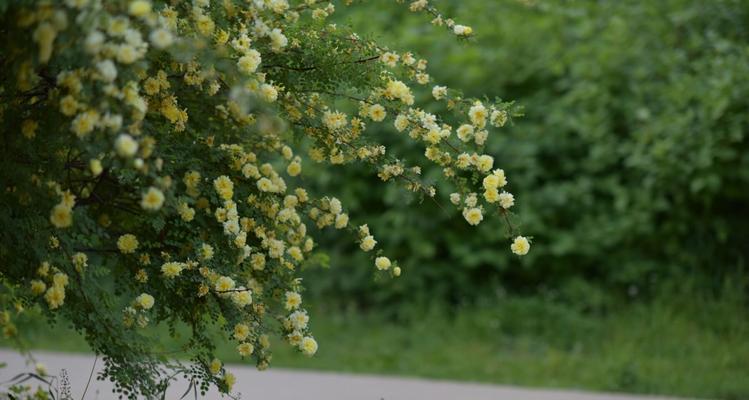 橘色蔷薇代表什么？花语有哪些含义？