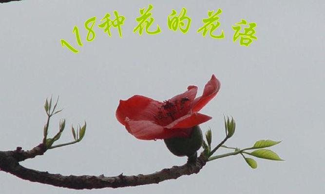 11朵花语代表什么意思？花束中11朵花的特殊含义是什么？