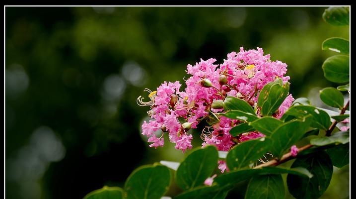 安阳市花紫薇花象征意义是什么？