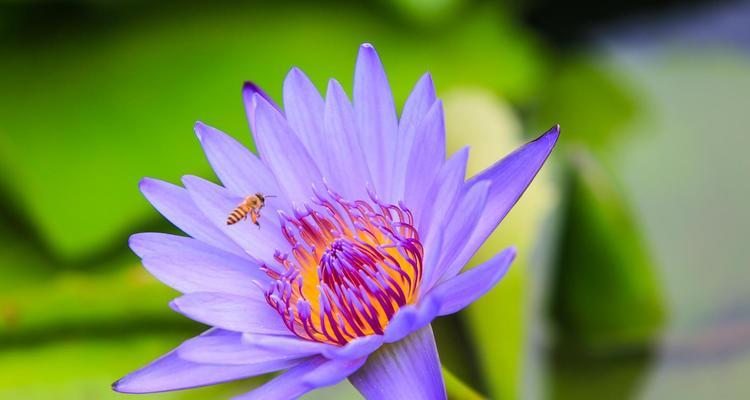 澳门市花为何是莲花？莲花在澳门文化中象征着什么？