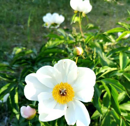 白芍花的花语是什么？如何正确解读白芍花的含义？