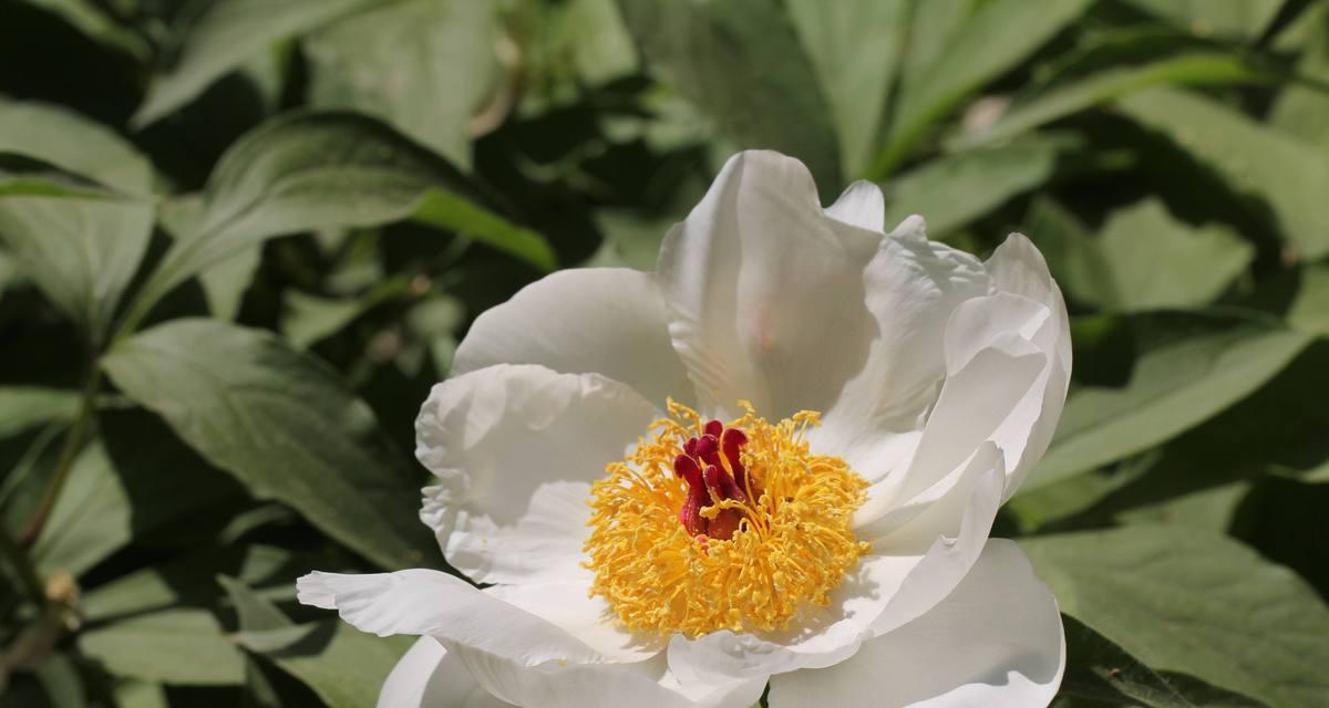 白芍花的花语是什么？如何正确解读白芍花的含义？