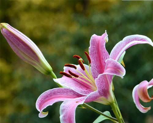 百合花的寓意和象征风水是什么？如何在家居风水中运用百合花？