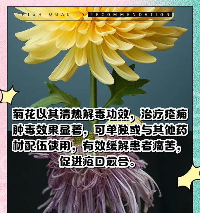 有关中药菊花的记录