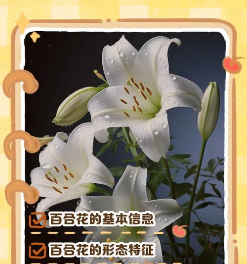 21朵玫瑰和3朵百合的花语是什么含义？